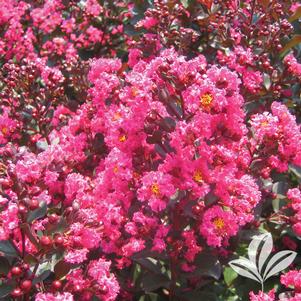 Lagerstroemia indica 'Whit III' 