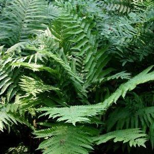 Osmunda cinnamonea 