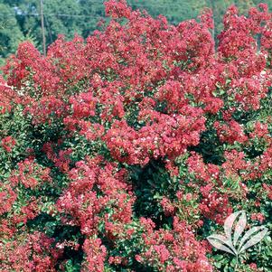 Lagerstroemia indica 'Sacramento' 