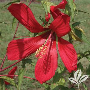 Hibiscus coccineus 