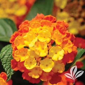 Lantana camara 'BALANDCIT' 