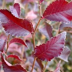 Ulmus parviflora 'Frontier' 