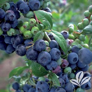 Vaccinium corymbosum 'Bluecrop' 