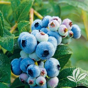 Vaccinium corymbosum 'Blueray' 