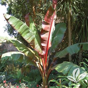 Ensete ventricosum 'Maurelii' 