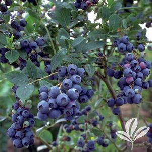 Vaccinium corymbosum 'Jersey' 