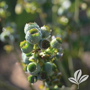 Vaccinium corymbosum 'Chippewa' 