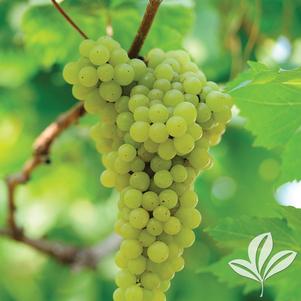 Vitis labrusca 'Niagara' 