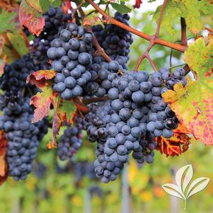 Vitis 'Concord' (Seedless) 