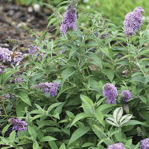 Buddleia 'Blue Chip' 