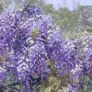 Wisteria macrostachya 'Aunt Dee' 