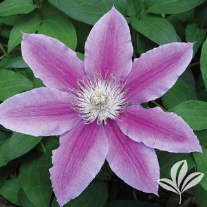 Clematis 'Dr. Ruppel' 