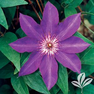 Clematis 'The President' 