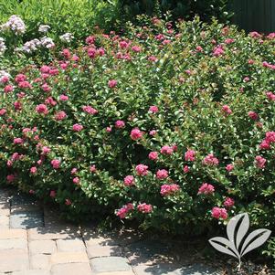 Lagerstroemia indica x fauriei 'Pocomoke' 