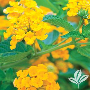 Bandana Cherry Lantana (Lantana camara 'Bante Cheria') in