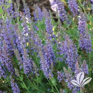 Salvia 'Blue Hill' 