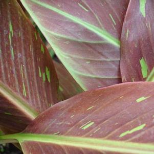 Musa 'Siam Ruby' 