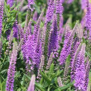 Veronica spicata 'Purplelicious' 