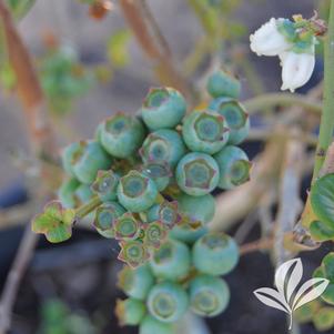 Vaccinium corymbosum 'Duke' 