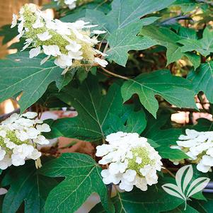 Hydrangea quercifolia 'Ellen Huff' 