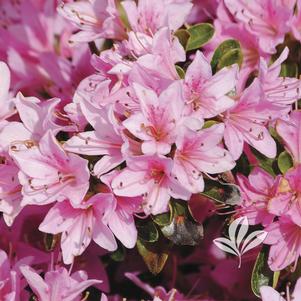 Rhododendron kurume x 'Coral Bells' 