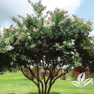 Lagerstroemia indica x fauriei 'Natchez' 