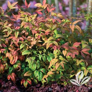 Nandina domestica 'AKA' 