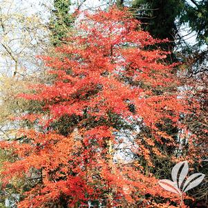 Nyssa sylvatica 'Wildfire' 