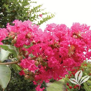 Lagerstroemia indica x fauriei 'Tuscarora' 