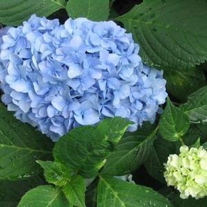 Hydrangea macrophylla 'GRENAN' 