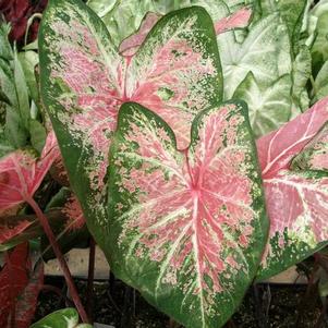 Caladium 'Pink Cloud' 