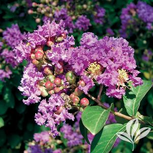 Lagerstroemia indica x fauriei 'Zuni' 