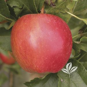 Malus 'Braeburn' 