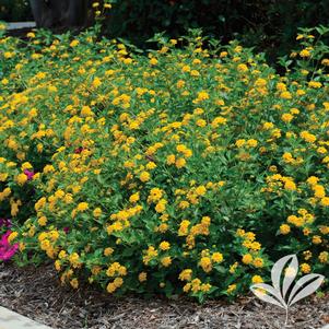 Lantana camara 'New Gold' 