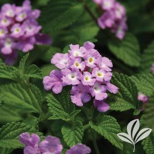 Lantana montevidensis 'Purple Trailing' 