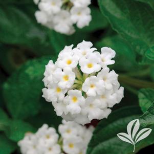 Lantana montevidensis 'White Trailing' 