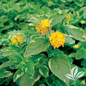 Lantana camara 'Yellow Variegated' 