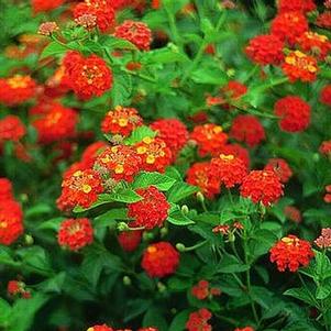 Lantana camara 'Miss Huff' 