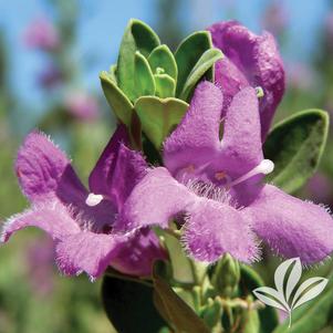 Leucophyllum frutescens 'Green Cloud' 