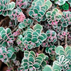 Sedum spurium 'Tricolor' 