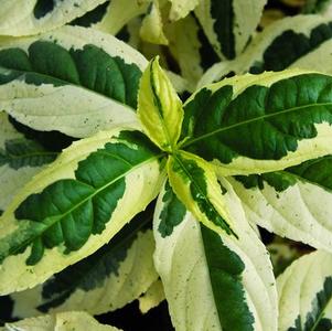 Diervilla sessilifolia 'LPDC Podaras' 