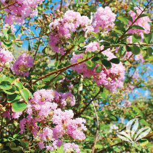 Lagerstroemia indica x fauriei 'Muskogee' 