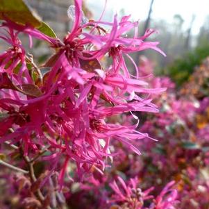 Loropetalum chinense 'Daruma' 