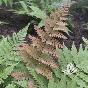 Dryopteris erythrosora 'Brilliance' 