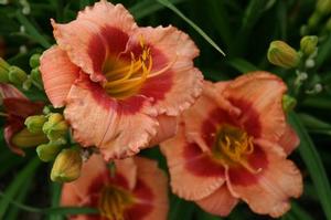 Hemerocallis x 'SPd 06-01' 