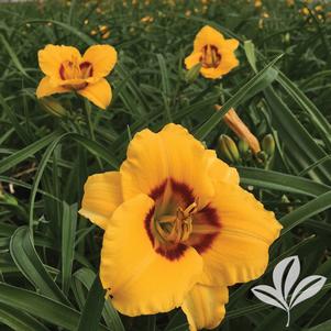 Hemerocallis x 'SPd 06-02' 