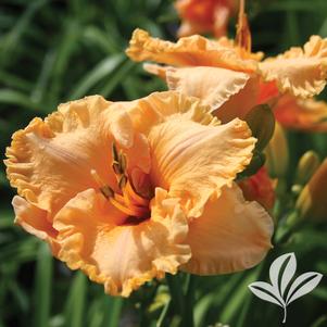 Hemerocallis x 'SPd 06-08' 