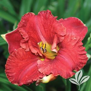 Hemerocallis x 'SPd 06-11' 