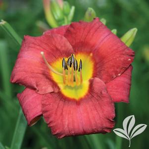 Hemerocallis x 'SPd 06-12' 