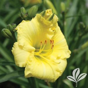 Hemerocallis x 'SPd 06-13' 